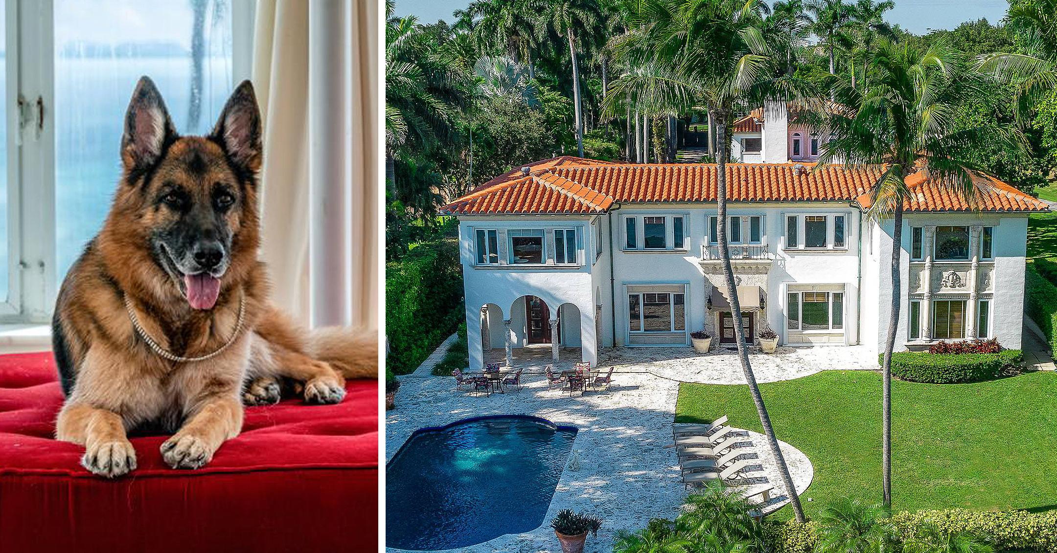 world richest dog german shepherd gunther iv selling madonna miami mansion one million dollars mh