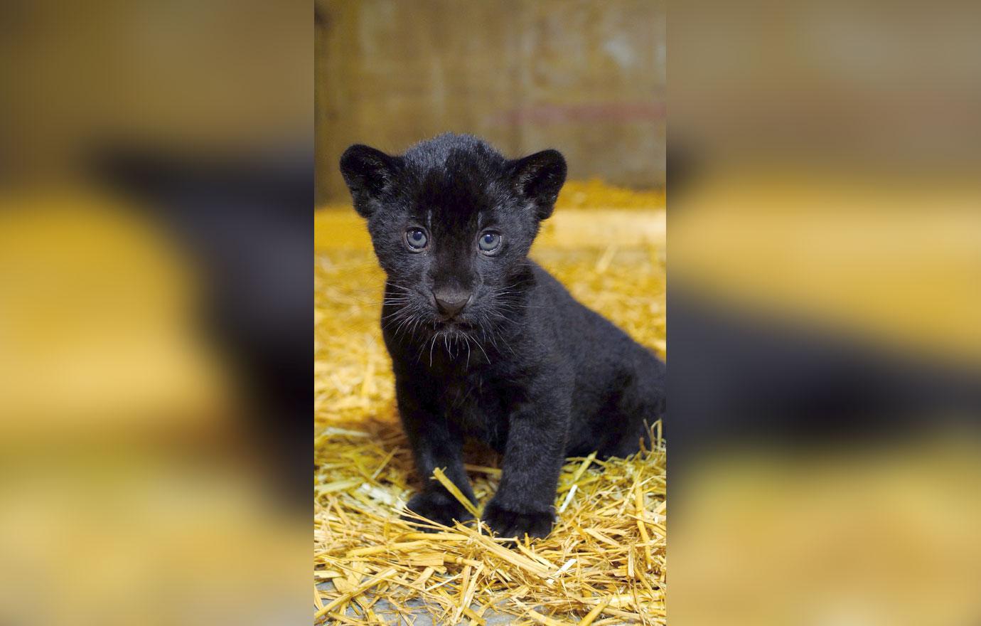 Rare Adorable Black Jaguar Cub Born At Big Cat Sanctuary In UK