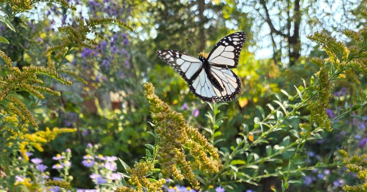 Image of The white monarch butterfly is incredibly rare in the wild, except in Hawaii.