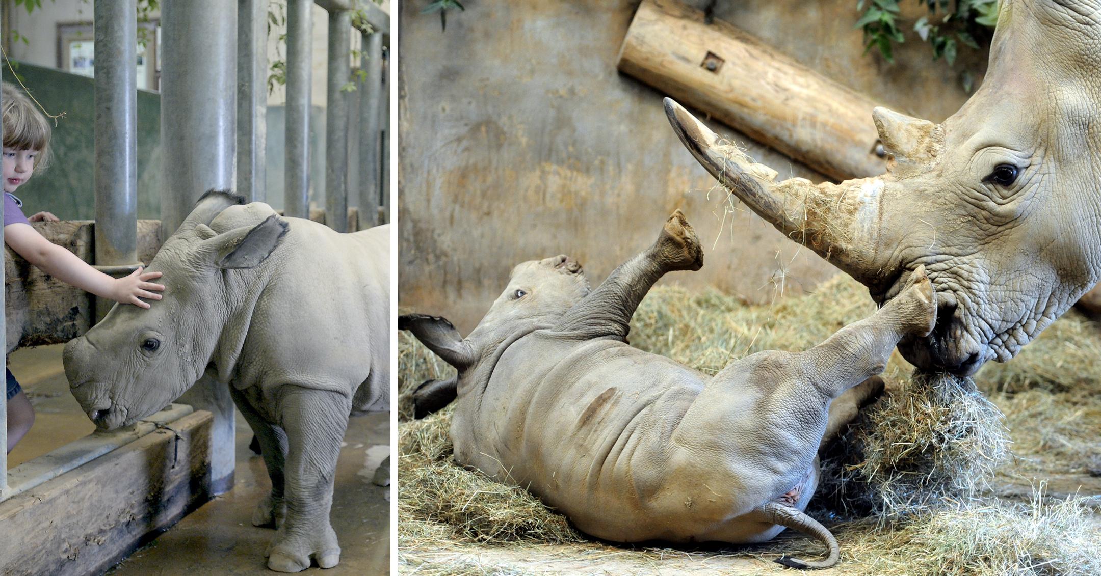 baby rhino molly at wildlife park