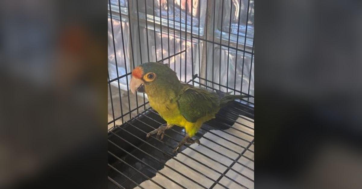 Image of The parakeets are reportedly in stable condition.