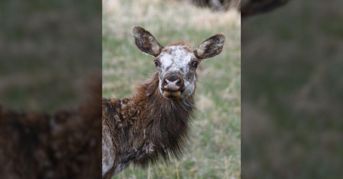 Image of Piebald elk have white patches of fur throughout their face and body.