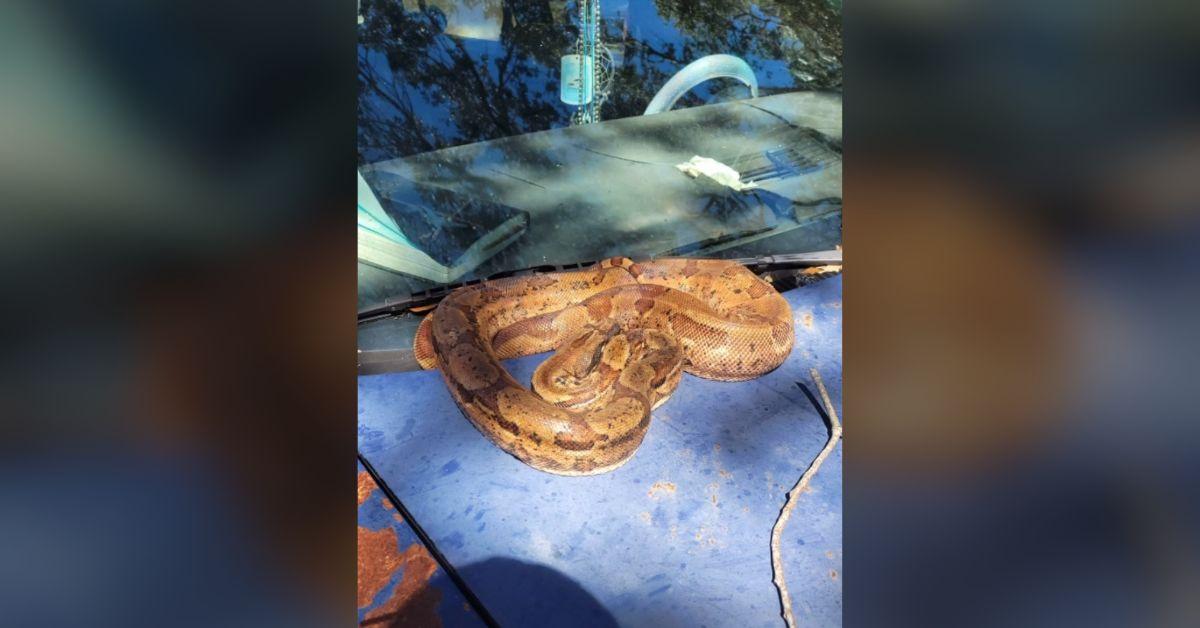 Image of The boa was found in a state of dehydration on the hood of a car.