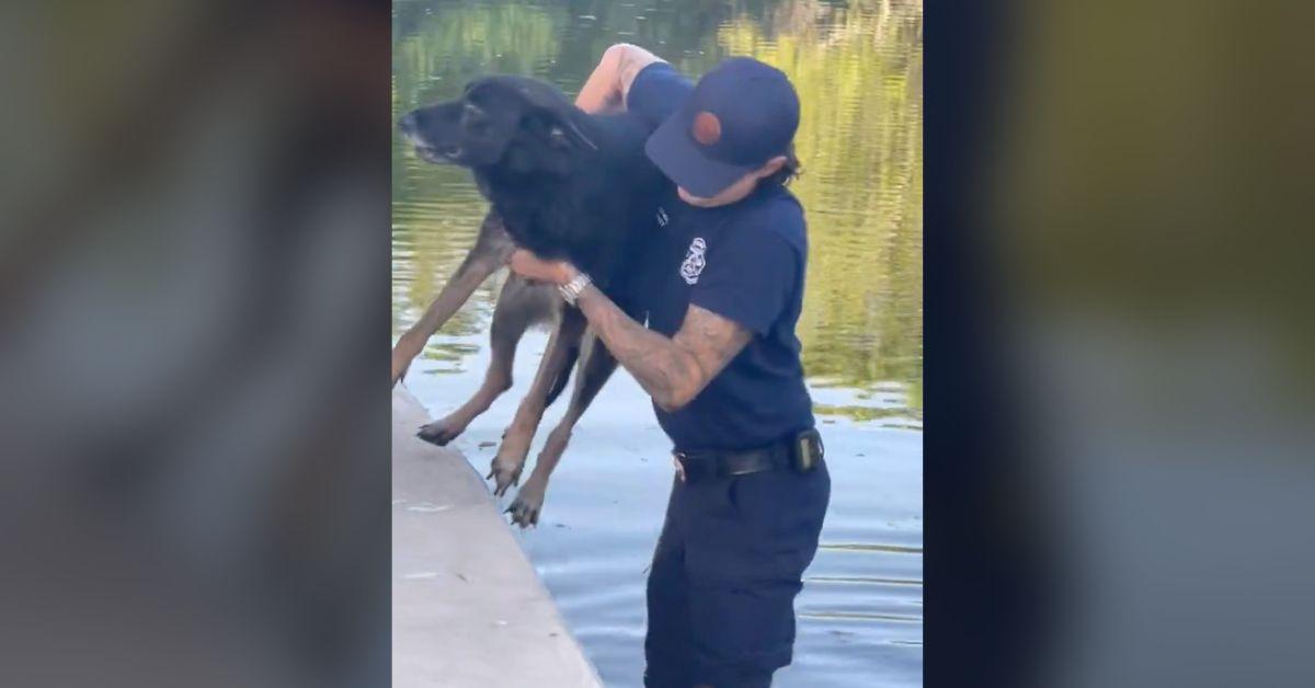 Image of Firefighters rescued a German shepherd from a canal in the Fort Lauderdale area.