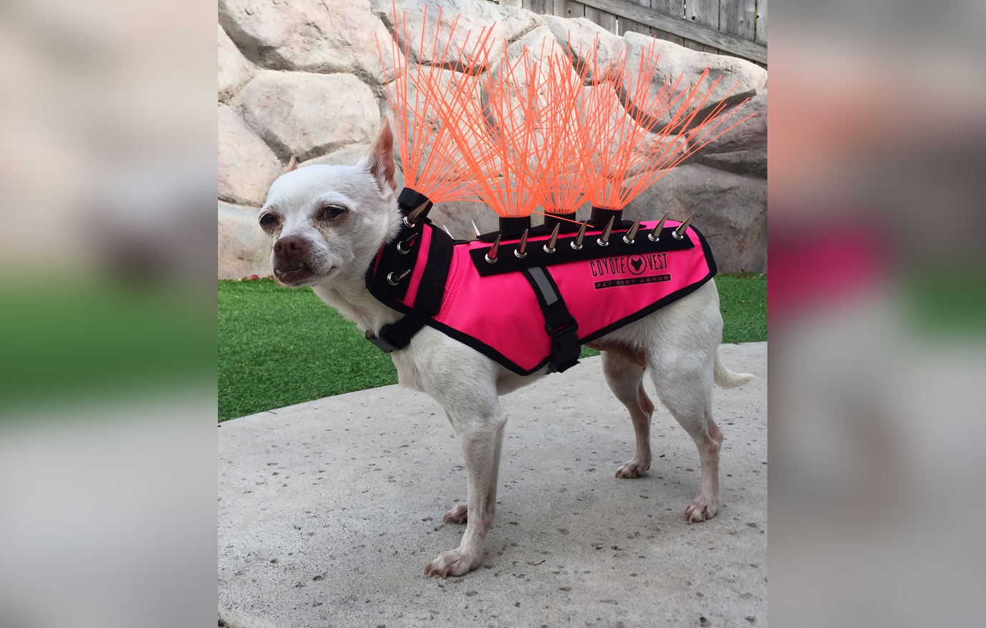 Dog Hawk Protection CoyoteVest Keeps Your Small Dogs Safe From Predators