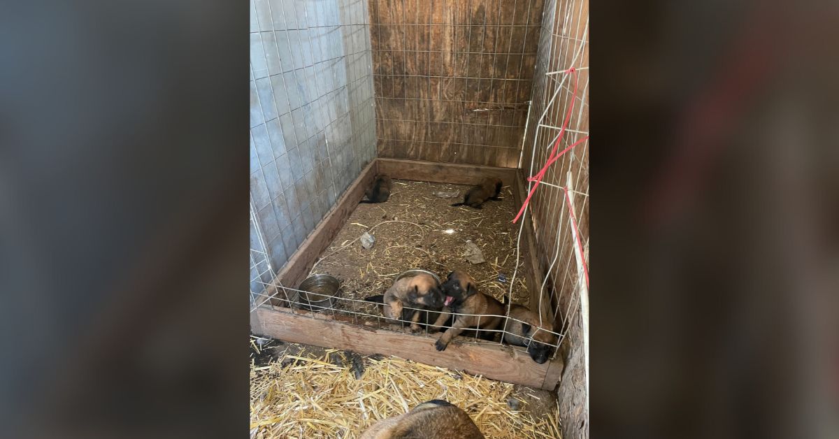 Mother Dog & Puppies Rescued From 'Disturbing Conditions'